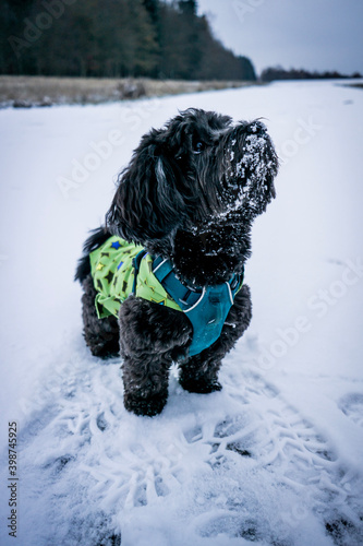 dog in snow