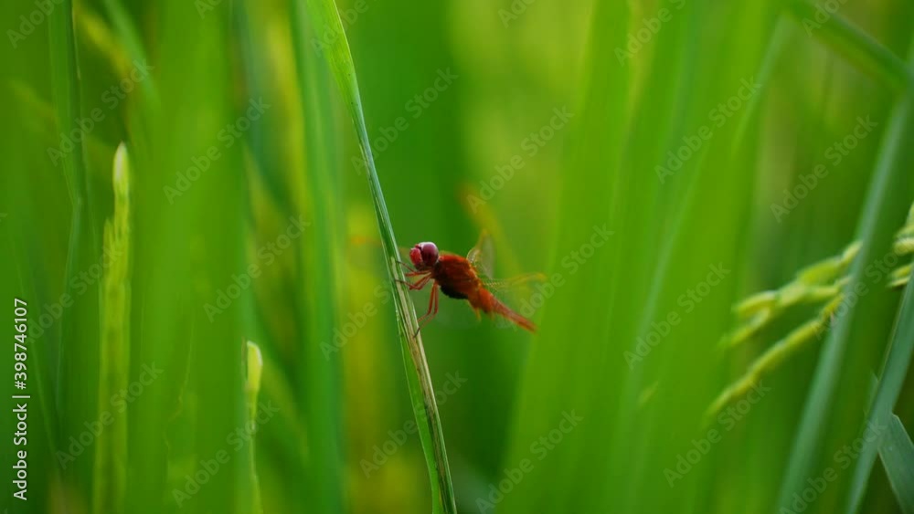 Close-up of dragonflies on green rice plants. Close-up of dragonflies on green rice plants.