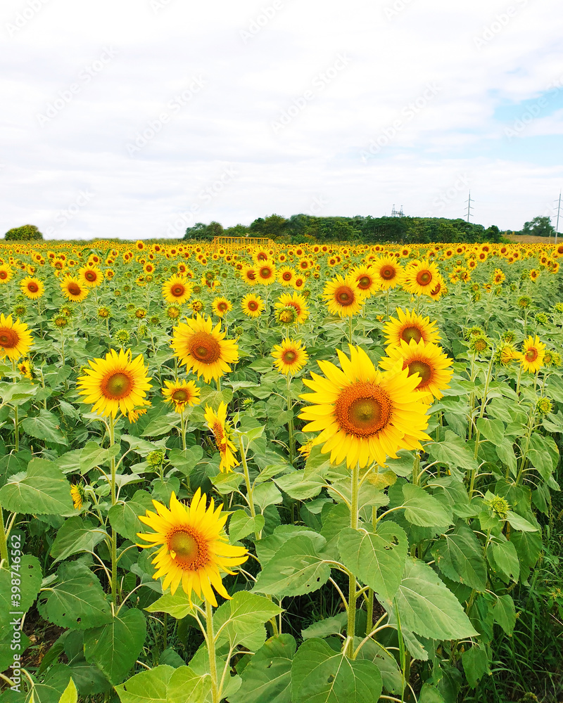 Fototapeta premium Beautiful sunflower field in the summer. Blooming Flower.