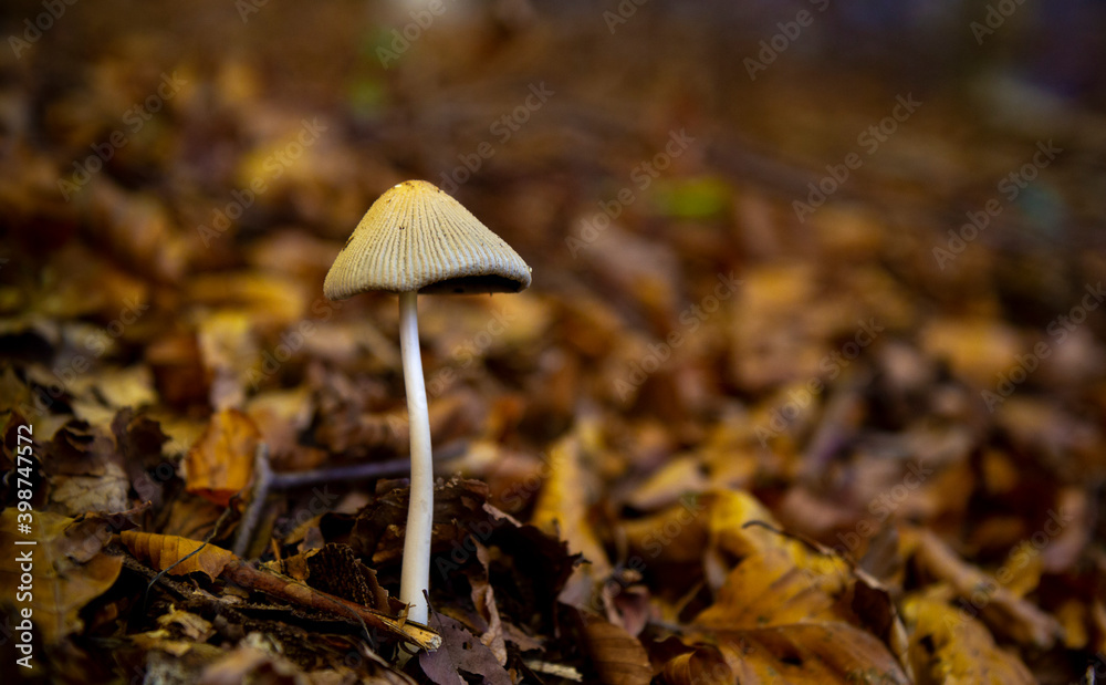mushrooms in the beech forest in autumn mushrooms in the beech forest in autumn
