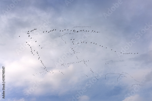 A view from below of a flock of geese migrating south.