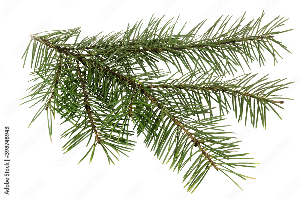 fir branch isolated on white background