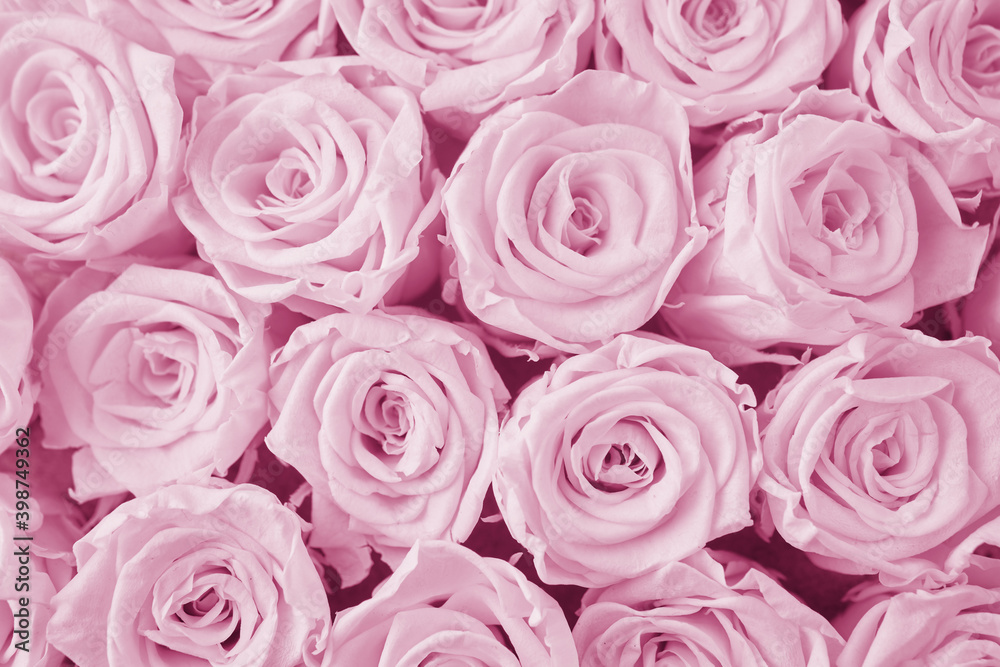 Pink roses background. Close up roses bunch. Pink roses background. Close up roses bunch.