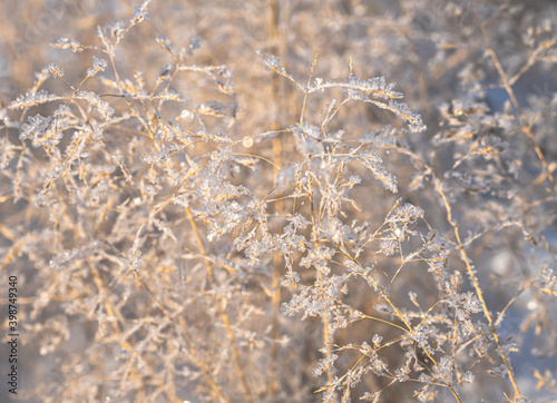 Blurred winter background, dry grass snowflakes