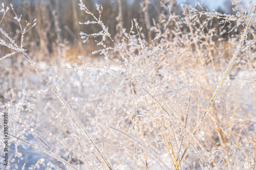 Blurred winter background, dry grass snowflakes © Fotolivia