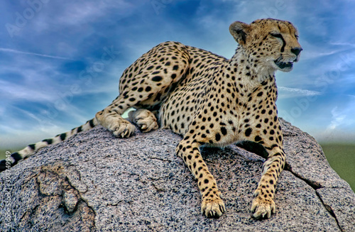 Cheetah lying on kopje