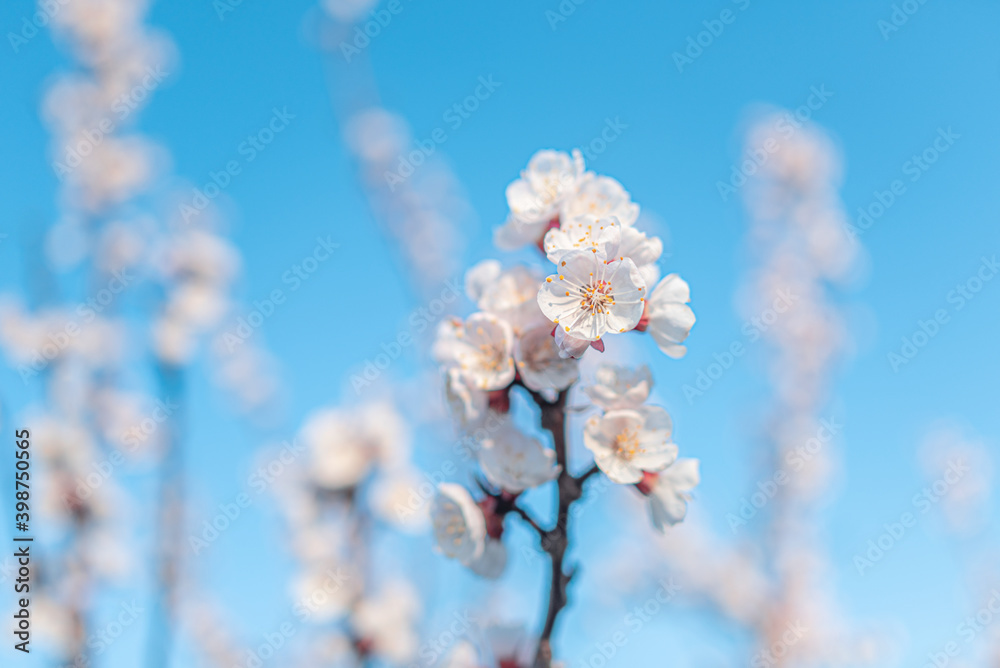 Blooming white cherry on a background of blue sky. Blooming white cherry on a background of blue sky.