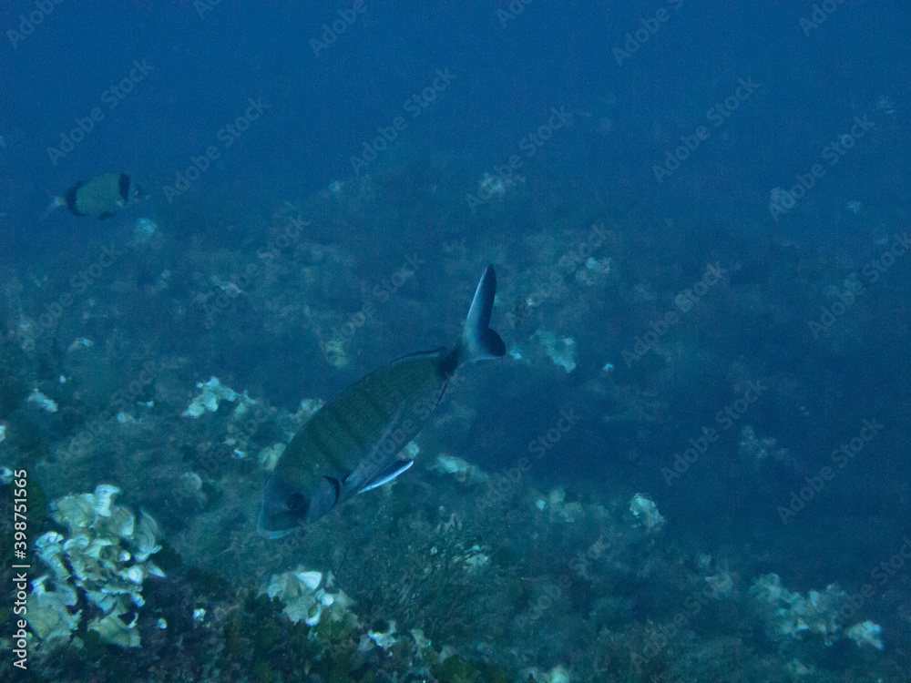 Obraz premium Tauchen vor Gozo