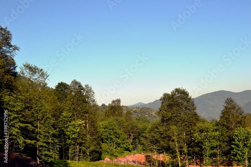 forest in the mountains