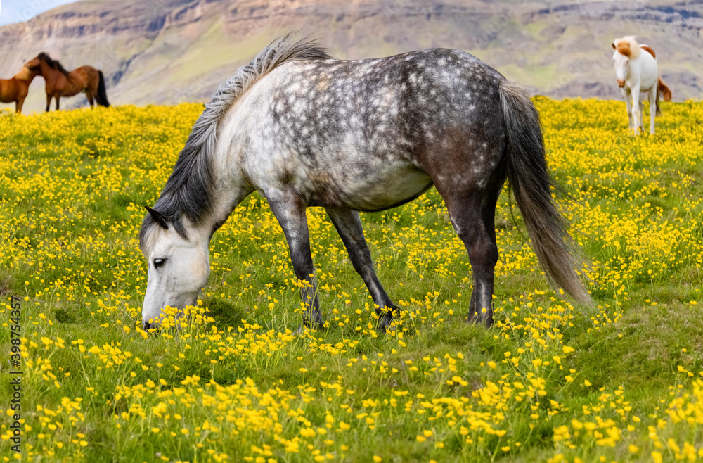 Islandpferde Blumenwiese Pony Apfelschimmel typisch Iceland Natur Rasse robust beliebt Tölt Gangarten Koppel Weide Landschaft Schimmel Wildnis Europa Mähne Fell Nüstern Gras Wiese Blumen reiten