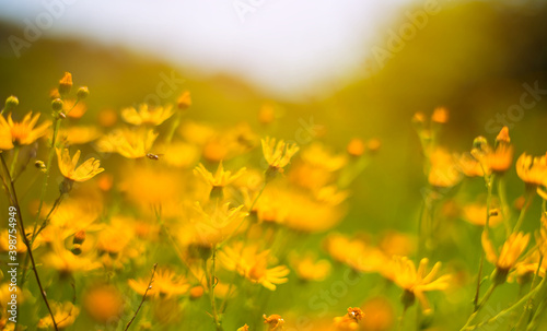beautiful closeup wild prairie flowers in a light of sun