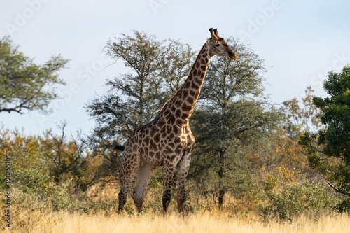Giraffe  Giraffa giraffa  moving through grass and trees in the Timbavati Reserve  South Africa