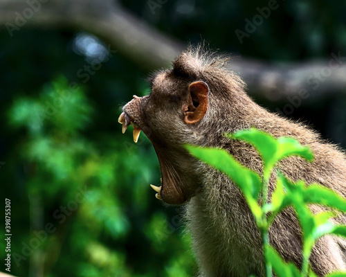 Monkey showing teeth while yawing