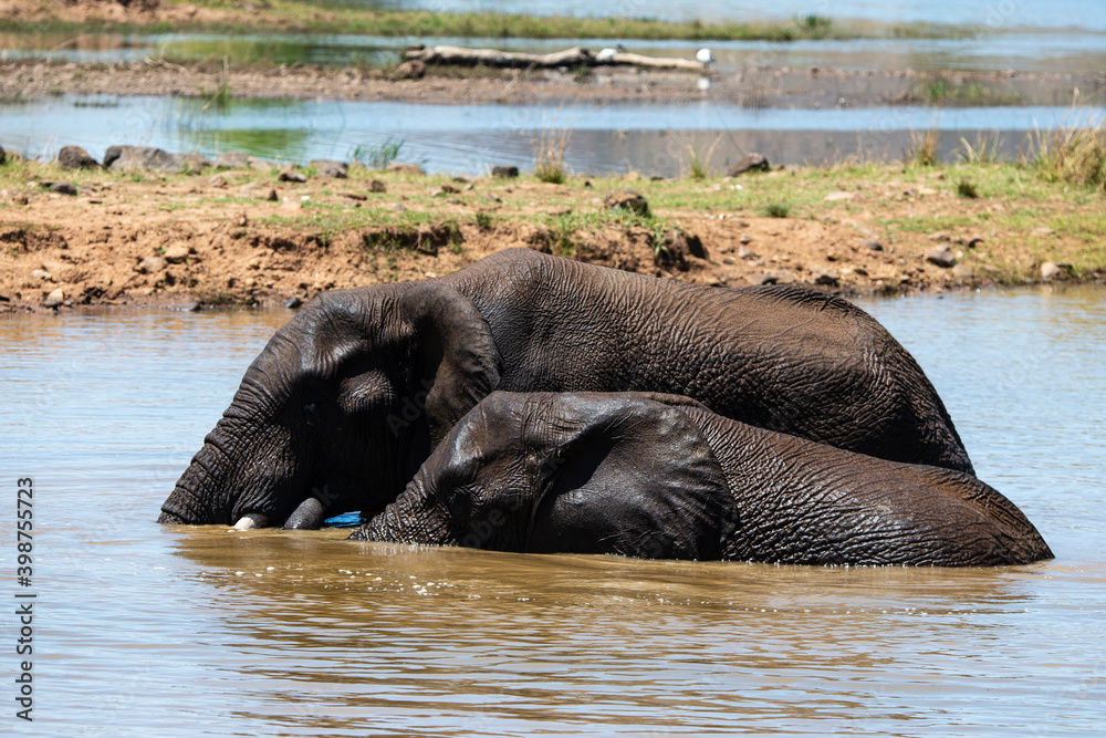 Éléphant d'Afrique, Loxodonta africana, Parc national du Pilabesberg, Afrique du Sud Éléphant d'Afrique, Loxodonta africana, Parc national du Pilabesberg, Afrique du Sud