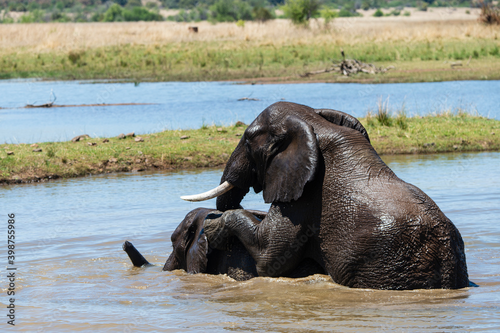 Éléphant d'Afrique, Loxodonta africana, Parc national du Pilabesberg, Afrique du Sud Éléphant d'Afrique, Loxodonta africana, Parc national du Pilabesberg, Afrique du Sud