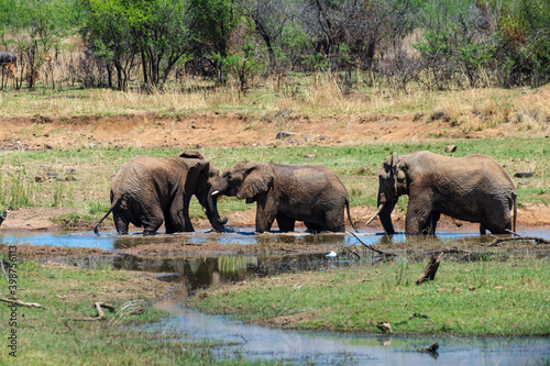   l  phant d Afrique  Loxodonta africana  Parc national du Pilabesberg  Afrique du Sud