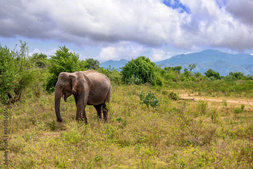 An asien elephant walking in the jungle of Sri Lanka