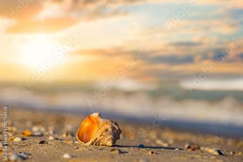 closeup empty marine shell lie on the sandy sea beach at the sunset