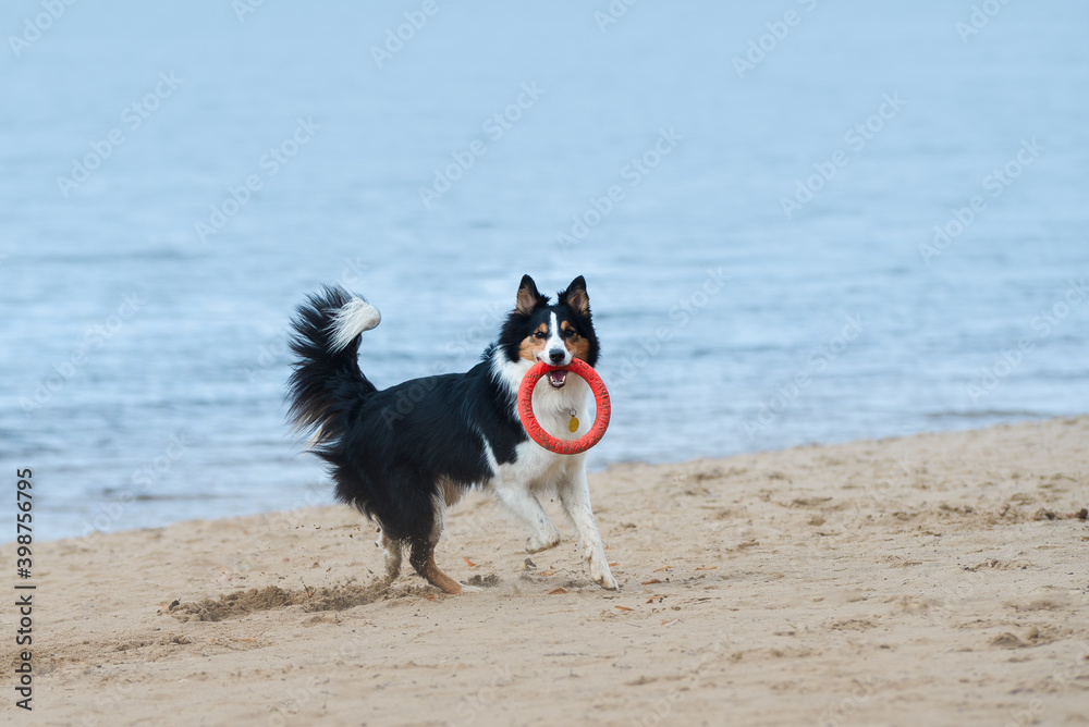 Dog breed warrant collie plays with toy ring on sandy beach by river or sea cold early spring morning
Walking with a dog on the ocean is a windy and cool overcast day