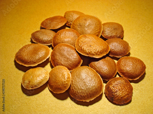 Sucupira seeds on yellow background photo
