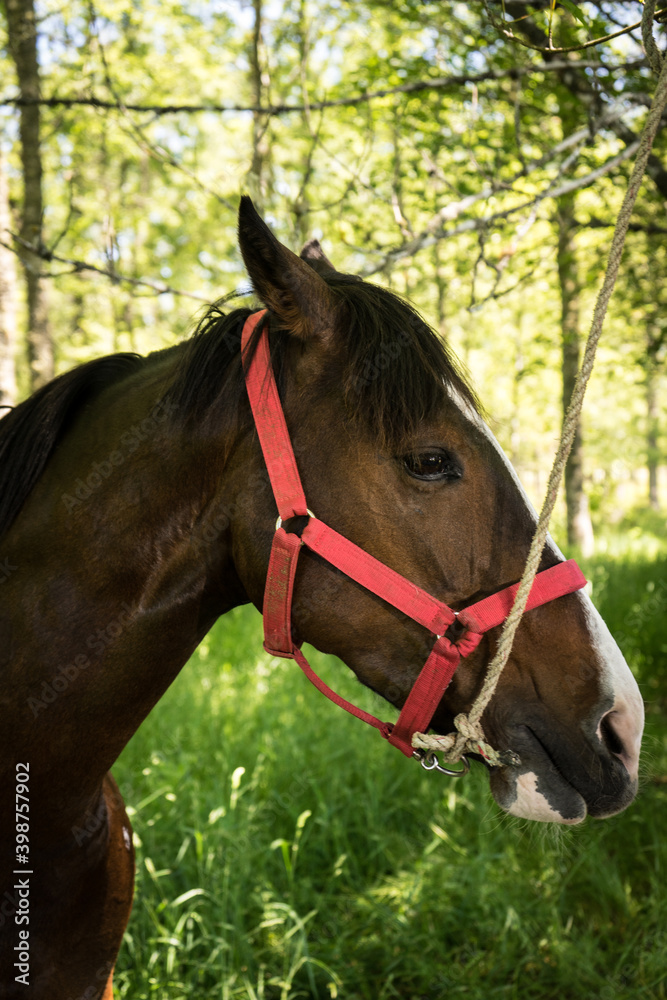 Fototapeta premium Portrait of a horse
