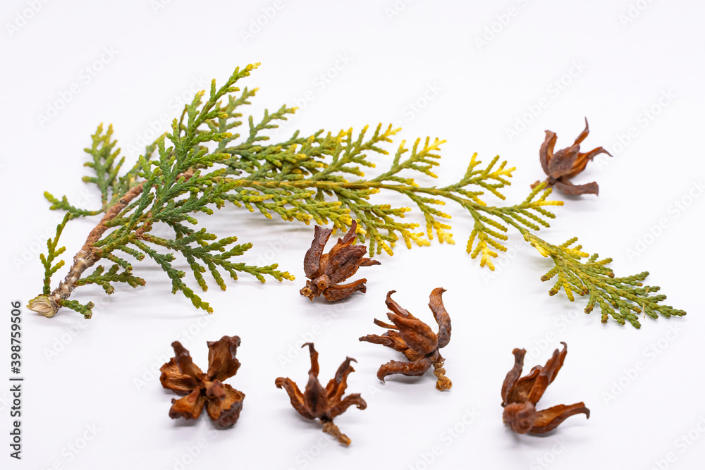 Fototapeta premium Thuja branch. Thuja seeds. Coniferous tree twig in autumn. White background. Coniferous cones. Close-up. A twig with pine needles aroma. Aroma therapy