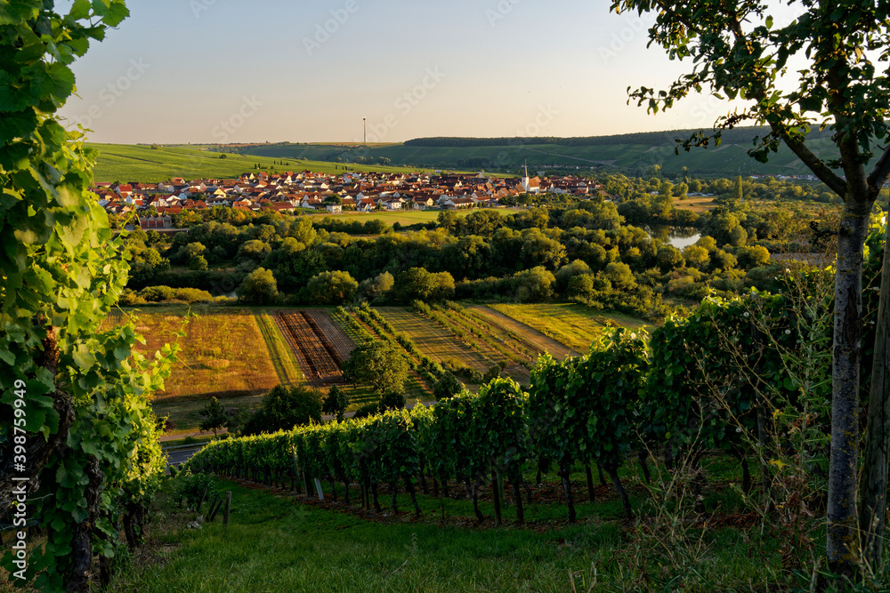 Weinort Nordheim am Main inmitten der Weinberge an der Volkacher Mainschleife, Unterfanken, Bayern, Deutschland
