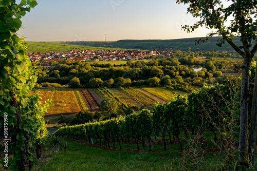 Weinort Nordheim am Main inmitten der Weinberge an der Volkacher Mainschleife  Unterfanken  Bayern  Deutschland