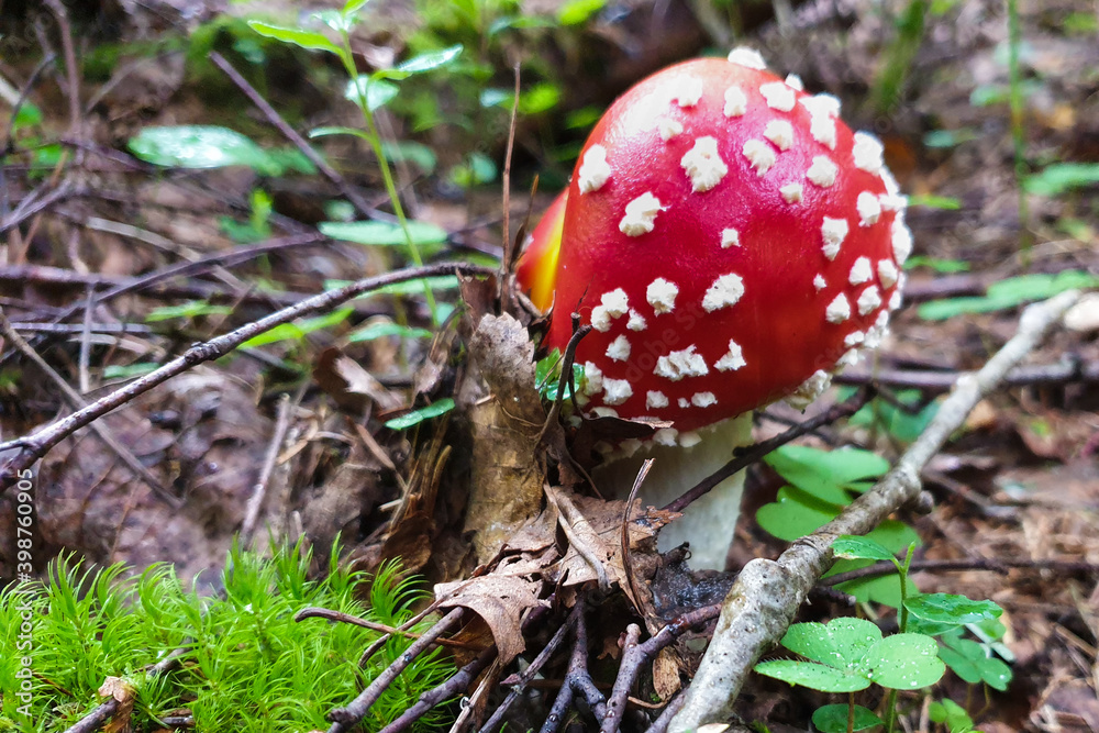 A beautiful but toxic and hallucinogenic fly agaric in the grass against a background of brown and green leaves. Shallow depth of field. Background blurred A beautiful but toxic and hallucinogenic fly agaric in the grass against a background of brown and green leaves. Shallow depth of field. Background blurred