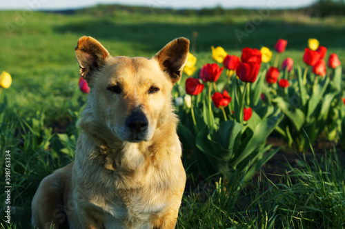 dog and tulips