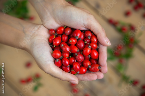 A handful of fresh raw rose hips on blurred background. Female hand holding red healthy berries with wooden desk at the back. Arms showing vitamin rich wild little fruit.