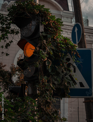 tree in the street