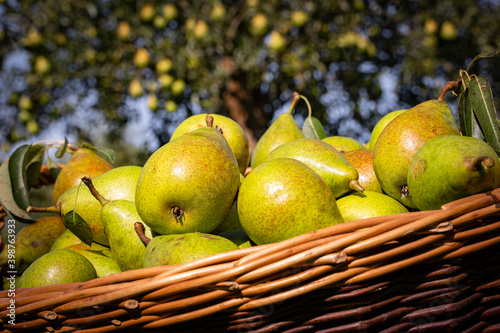 Gesundes Obst aus regionaler Erzeugung, Obsternte von einer Streuobstwiese in Deutschland. Landwirtschaftliches Symbolfoto. photo