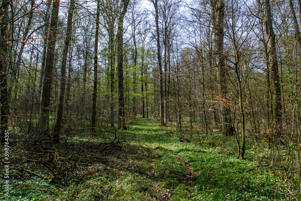Frühlingswald, Talwald bei Kirchheim/Teck, Baden-Württemberg Frühlingswald, Talwald bei Kirchheim/Teck, Baden-Württemberg
