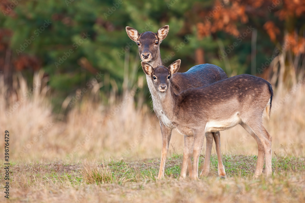 Two fallow deer, dama dama, standing on field in autumn nature. Hind mother with young fawn looking o dry grassland in fall. Family of female mammals watching on meadow. Two fallow deer, dama dama, standing on field in autumn nature. Hind mother with young fawn looking o dry grassland in fall. Family of female mammals watching on meadow.