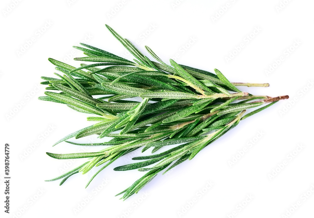 Fototapeta premium Twig of rosemary