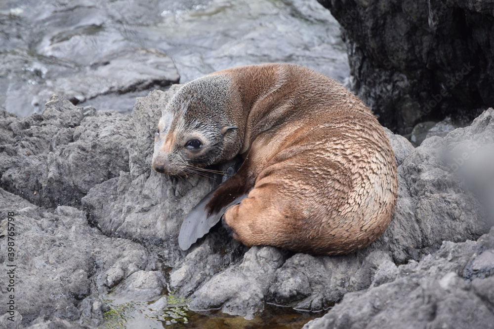 Fototapeta premium Seal colony in Cape Palliser (New Zealand).