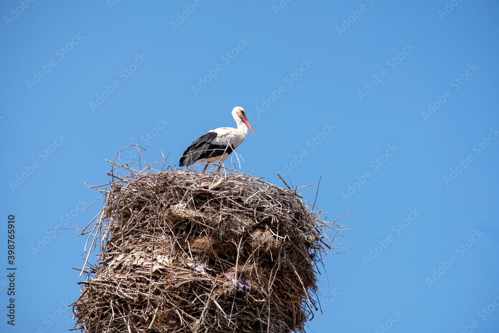 Fototapeta premium stork in its nest on top of the historical tomb, Eskisehir, TURKEY