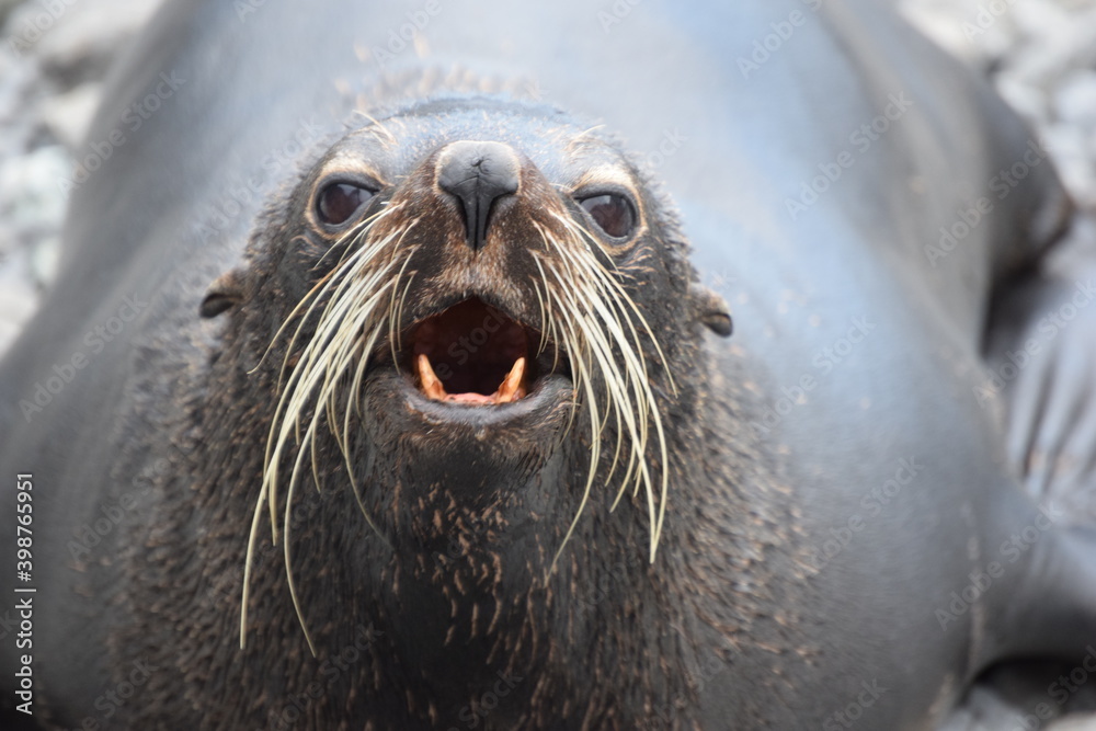 Obraz premium Seal colony in Cape Palliser (New Zealand).