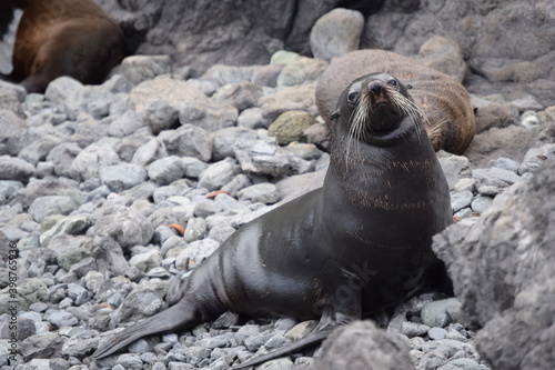 Seal colony in Cape Palliser (New Zealand). © Iba1