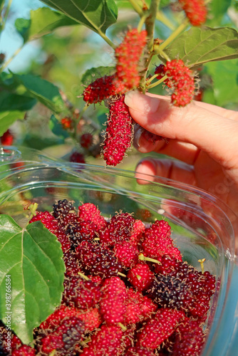 Hand Picking Vibrant Red Mulberry Fruits from the Tree