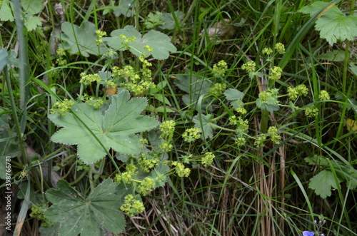 Przywrotnik pasterski, liście i kwiaty, Alchemilla monticola