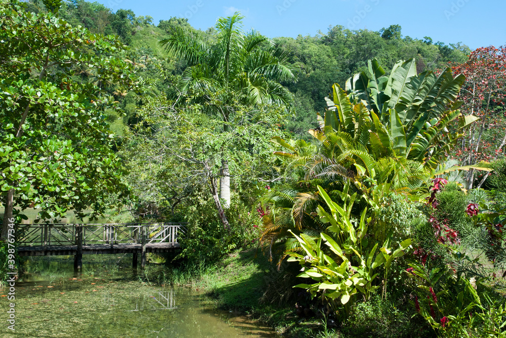 Jamaica's Tropical Garden With A Wooden Bridge