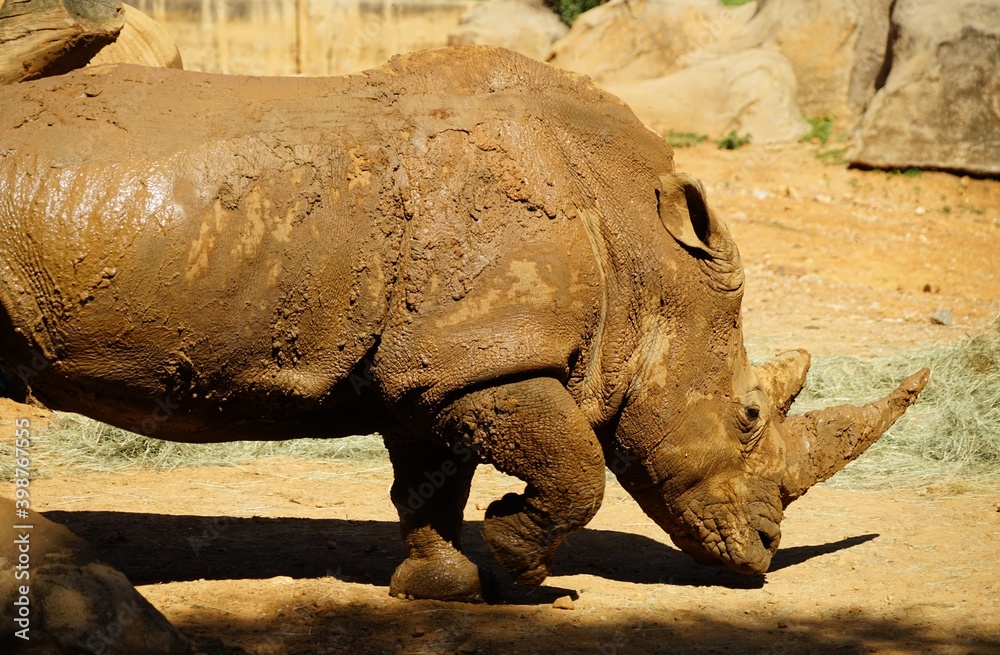 Obraz premium Rhino in the Johannesburg's zoo after having dirt bath