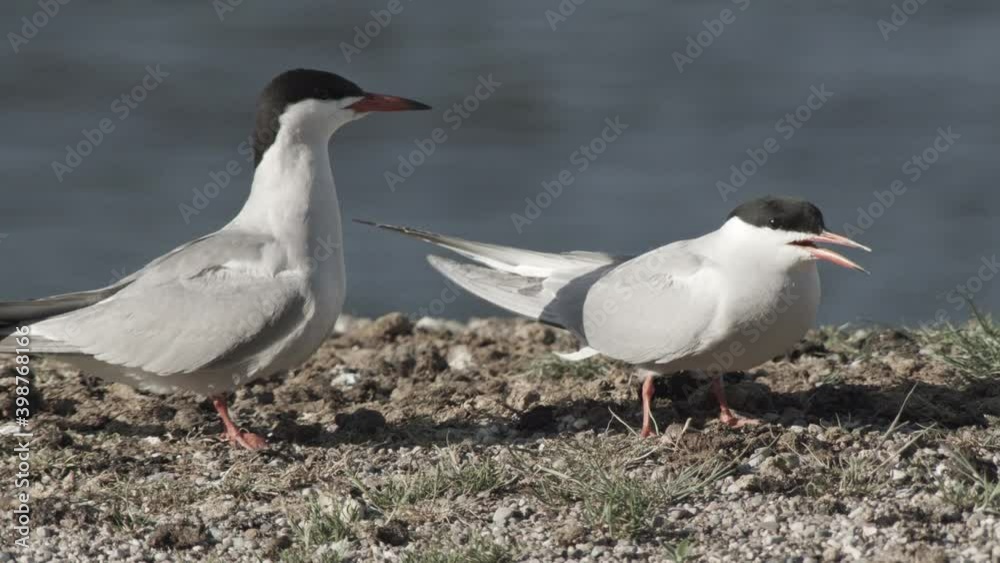 common tern, germany, nest, summer common tern, germany, nest, summer