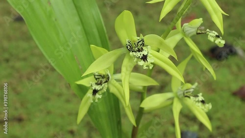 Borneo Black Orchid or Coelogyne pandurata is blooming. photo