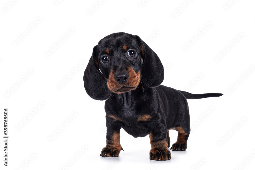 Adorable black and tan Dachshund aka Teckel dog puppy, standing facing front. Looking towards camera with droopy face. Isolated on white background.