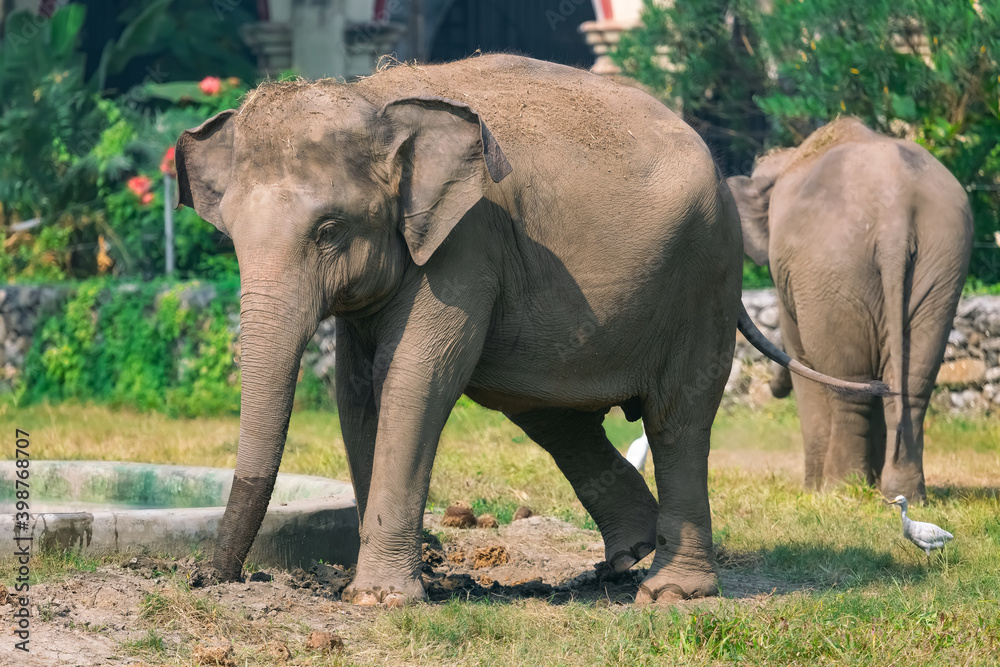 Indian wild elephants in open enclosure at wildlife sanctuary