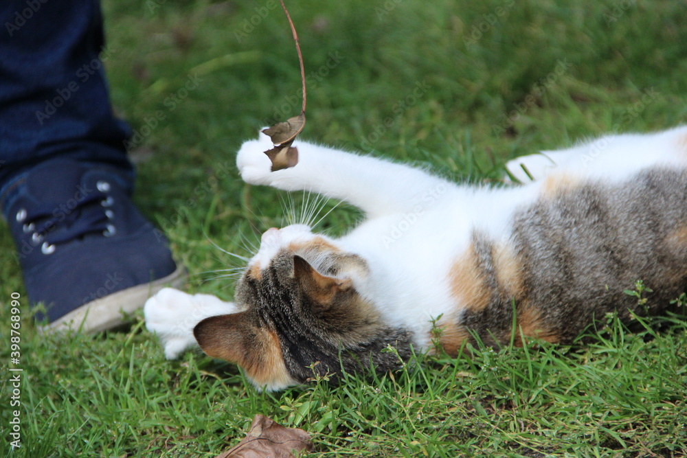 Obraz premium Kociak