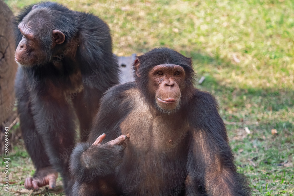 Chimpanzee apes at Indian wildlife sanctuaries Chimpanzee apes at Indian wildlife sanctuaries
